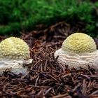 Amanita muscaria