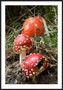 Amanita Muscaria by Chris Kieffer