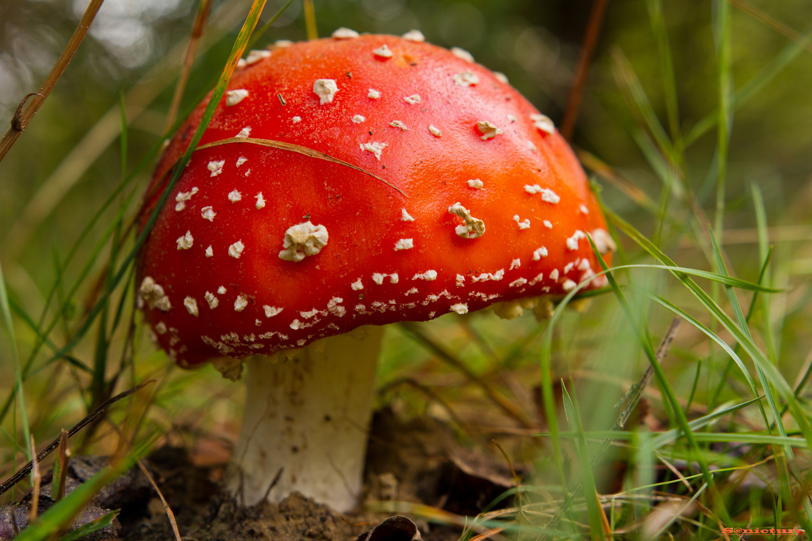 Amanita muscaria