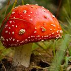 Amanita muscaria