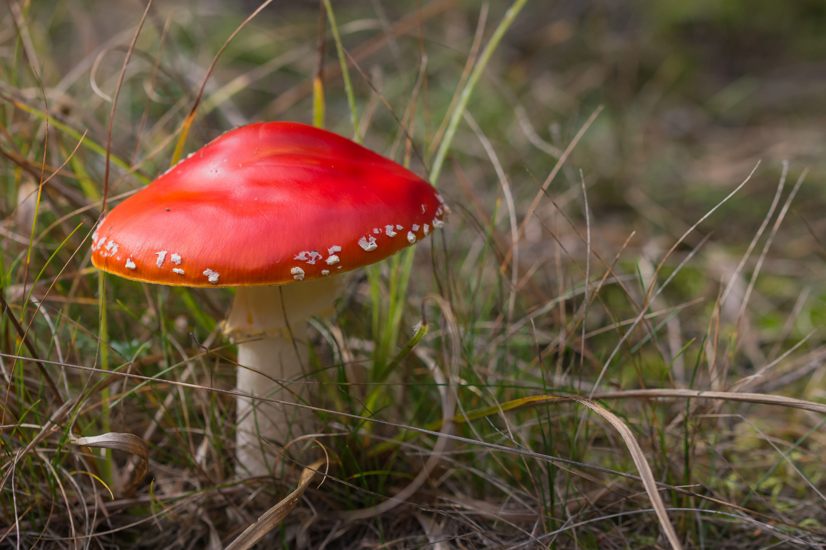 Amanita muscaria