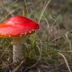 Amanita muscaria