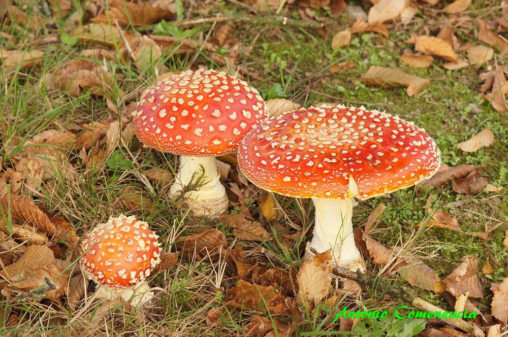 Amanita Muscaria