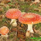 Amanita Muscaria