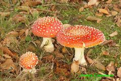 Amanita Muscaria