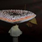 ~Amanita muscaria~