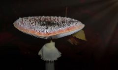 ~Amanita muscaria~