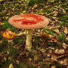 Amanita muscaria