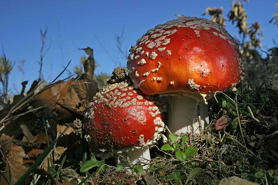 Amanita muscaria