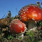 Amanita muscaria