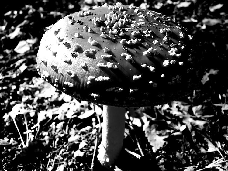 Amanita Muscaria B/W