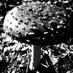 Amanita Muscaria B/W