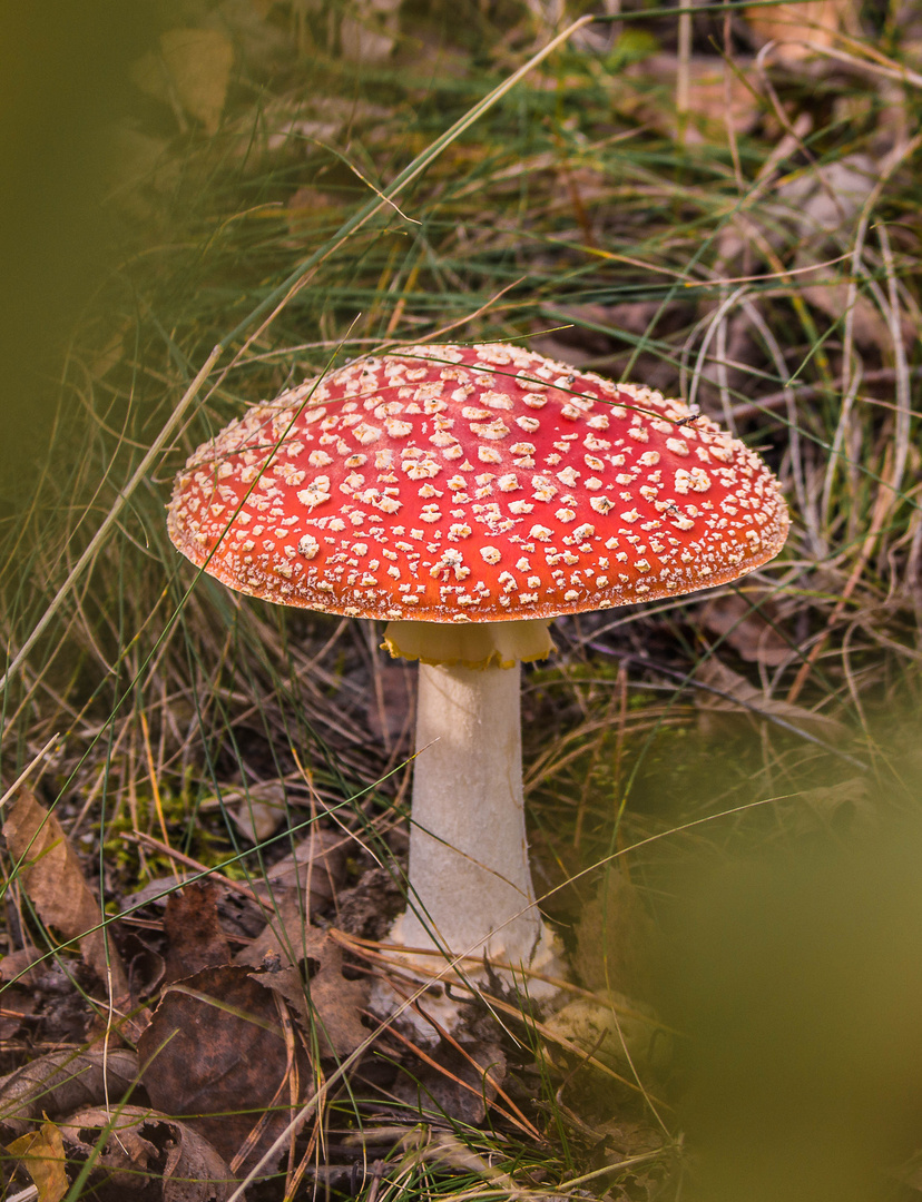 Amanita muscaria