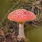 Amanita muscaria