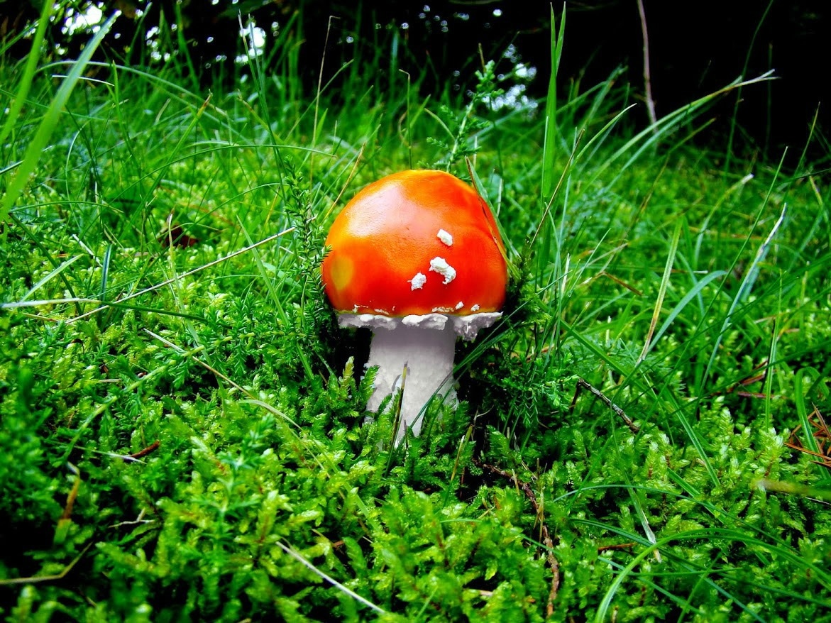 Amanita muscaria