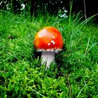 Amanita muscaria