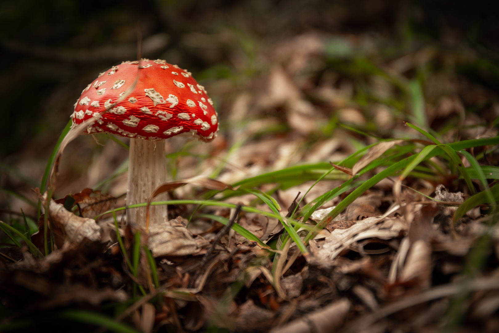 amanita muscaria