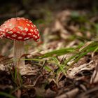 amanita muscaria