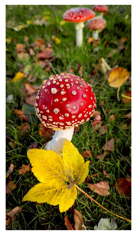 Amanita muscaria