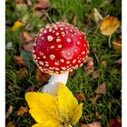 Amanita muscaria