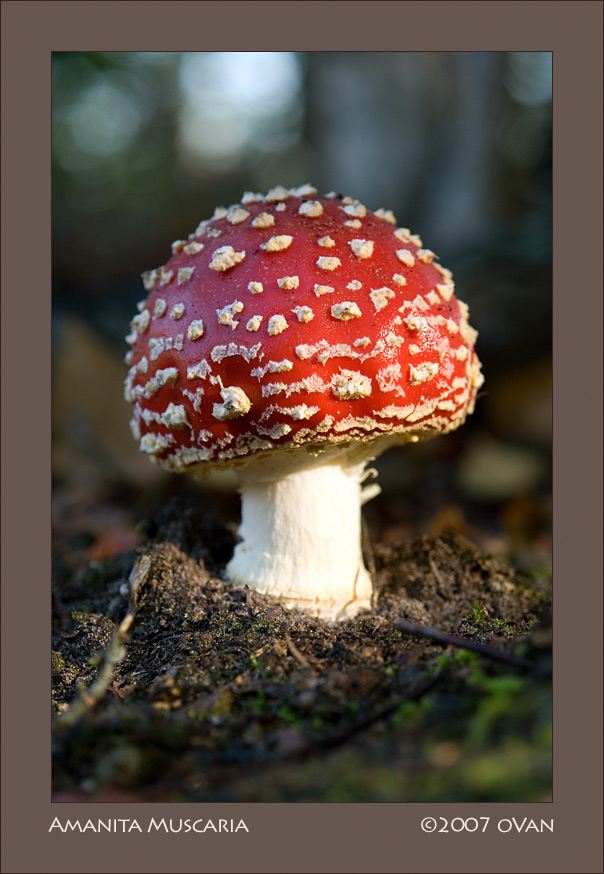 Amanita Muscaria (close-up)