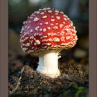 Amanita Muscaria (close-up)