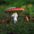 Amanita muscaria