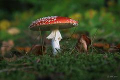 Amanita muscaria