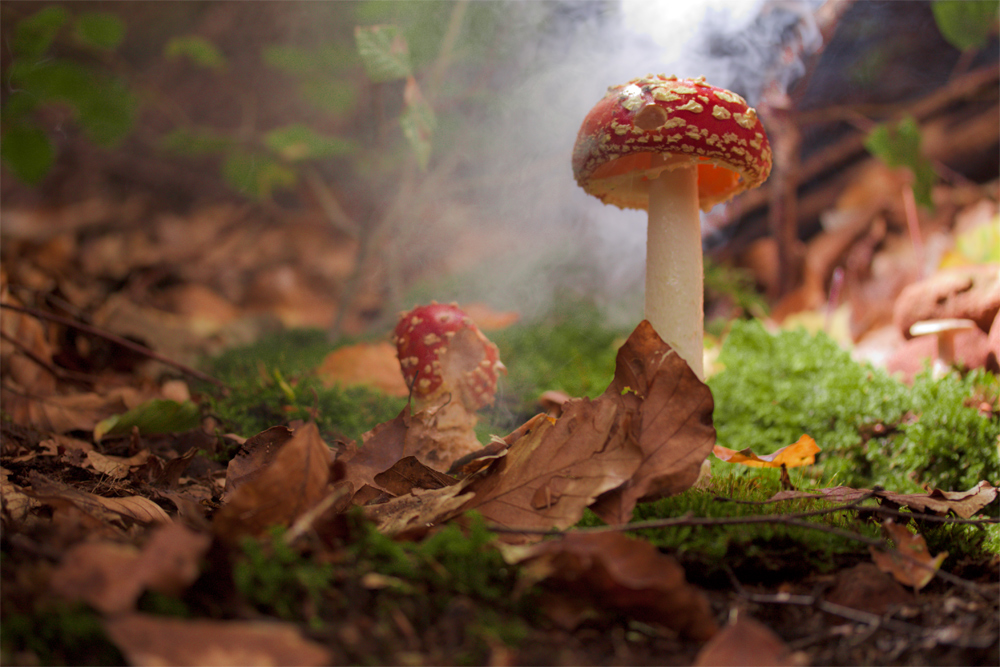 Amanita muscaria