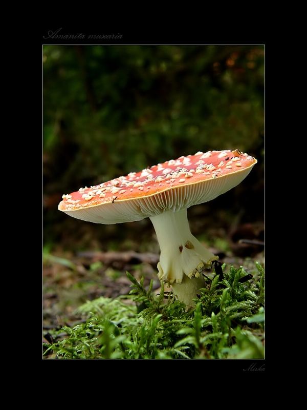 Amanita muscaria