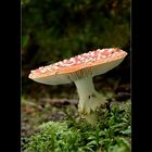 Amanita muscaria