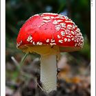 amanita muscaria