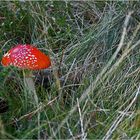 Amanita muscaria