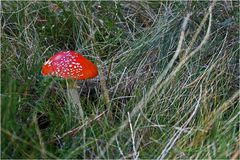 Amanita muscaria