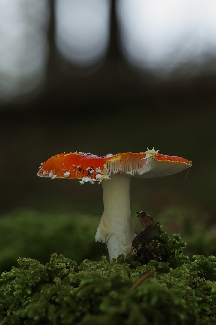 Amanita muscaria