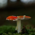 Amanita muscaria