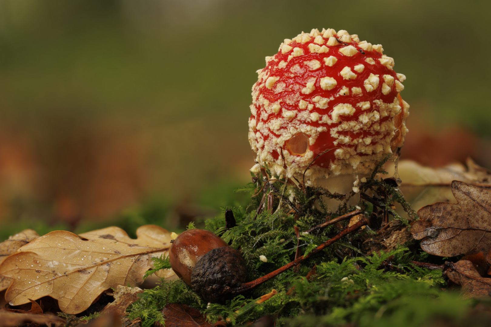 Amanita muscaria