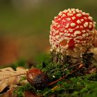 Amanita muscaria