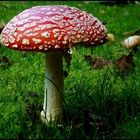 Amanita muscaria