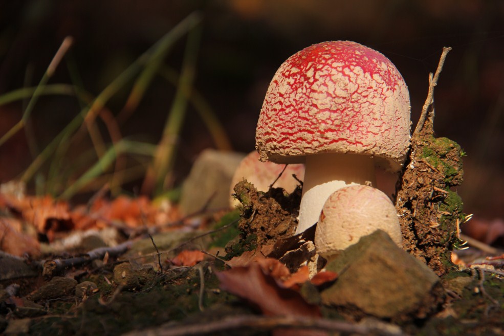 Amanita Muscaria dell'Appenino ToscoEmiliano