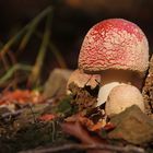 Amanita Muscaria dell'Appenino ToscoEmiliano