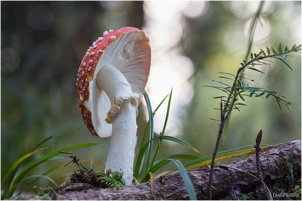 Amanita muscaria