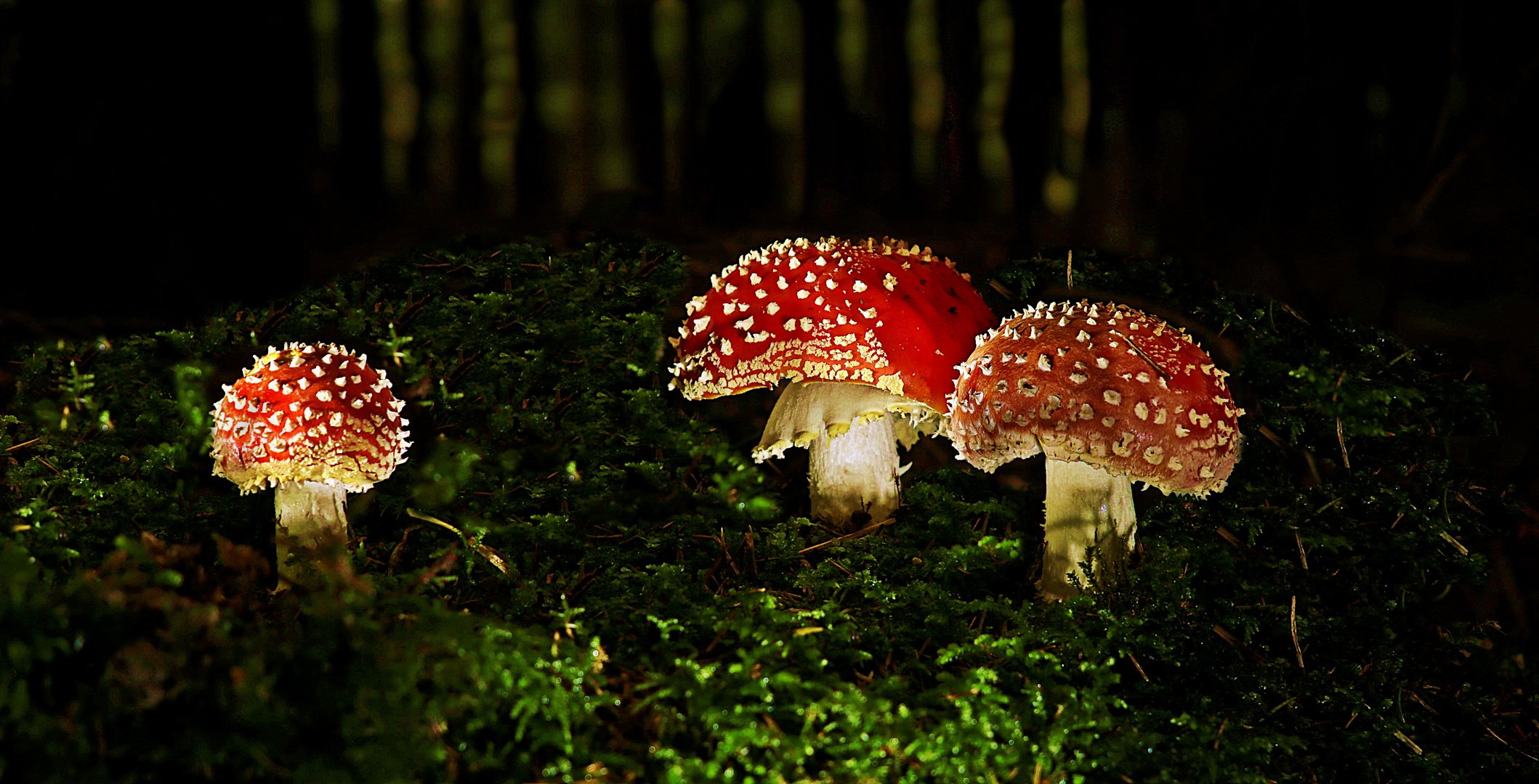 Amanita muscaria 