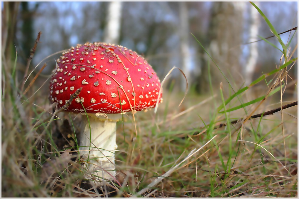 ~ Amanita muscaria ~