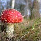 ~ Amanita muscaria ~