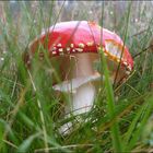 Amanita muscaria...