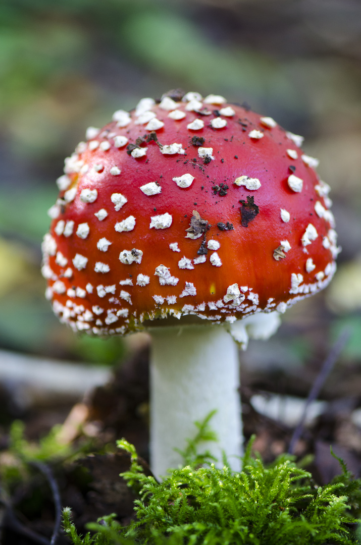 Amanita muscaria