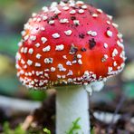 Amanita muscaria