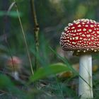 Amanita muscaria