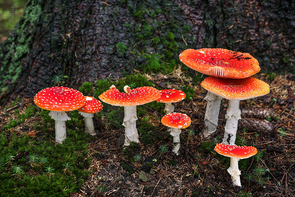 Amanita muscaria